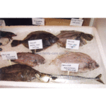 歐洲野生荷蘭鮮魚 Dutch Wild Fresh Fish