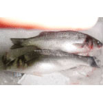 野生荷蘭鱸魚 Wild Dutch Sea Bass