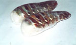 澳洲龍蝦尾 Australian Lobster Tail